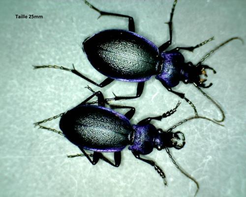 Carabus problematicus